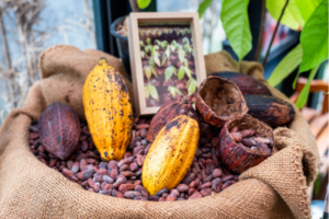 純ココアとミルクココア、調整ココアの違いは